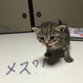 引き取り手のいない仔猫を4匹保護しています