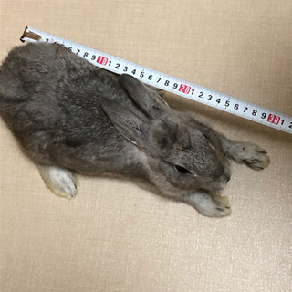 飼手決まりました！うさぎさん　メスグレーとオス茶色 - 里親募集