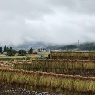 【無農薬米】9/23・9/24はぜ掛けのお手伝いをしてくださる方を募集