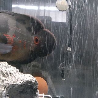 熱帯魚　タイガーオスカー1匹(約23cm)　　パロットファイアー...