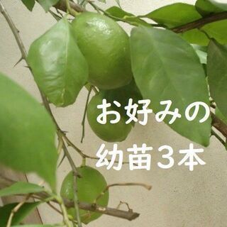 柑橘幼苗　レモン/八朔/文旦等 組合せ自由３本