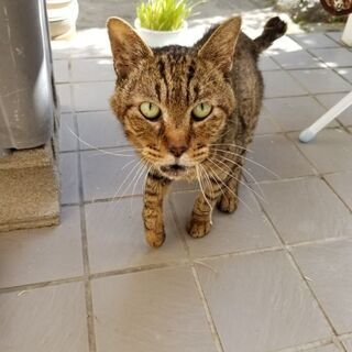 急募！この子を助けてください😿 - 河内長野市