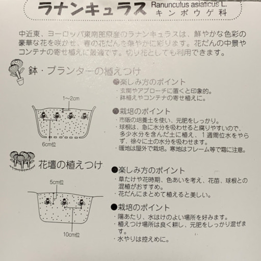 ラナンキュラス球根6個色mix ないとー 常盤平のその他の中古あげます 譲ります ジモティーで不用品の処分 ラナンキュラス球根6個色mix ないとー 常盤平のその他の中古あげます 譲ります ジモティーで不用品の処分