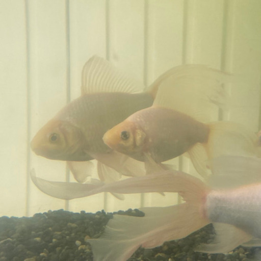 金魚 白コメット 3尾セット Yuji777z 松山の家具の中古あげます 譲ります ジモティーで不用品の処分