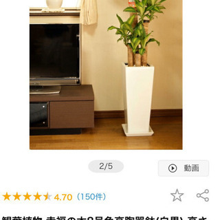 幸福の木　観葉植物　ドラセナ　1.3m