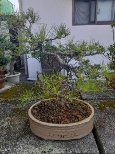 琉球松です