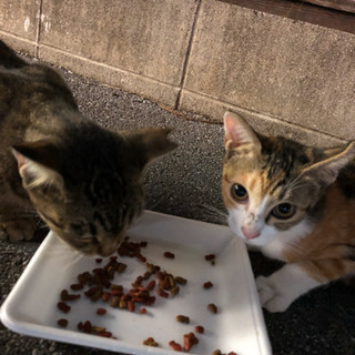 至急、飼主さん募集中 − 沖縄県