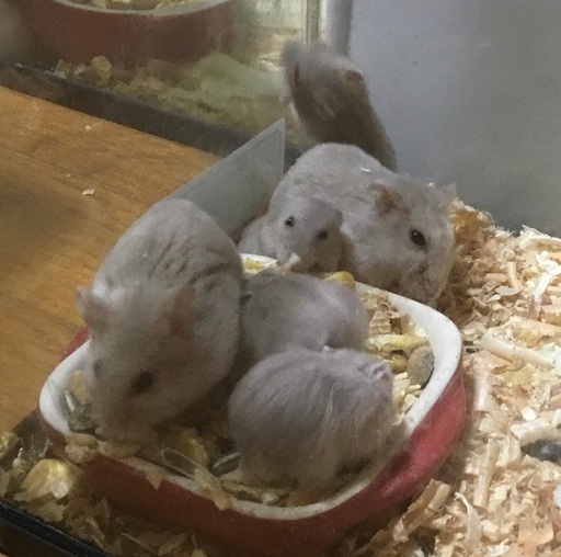 けんぼの森 ジャンガリアンハムスター 色変わり カフェオレのような色です 9月16日生まれ4匹デビュー 当店特別販売価格 税込 1匹 けんぼっ 下溝のペットショップの無料広告 無料掲載の掲示板 ジモティー けんぼの森 ジャンガリアンハムスター 色変わり カフェオレのような色です 9月16日生まれ4匹デビュー 当店特別販売価格 税込 1匹 けんぼっ 下溝のペットショップの無料広告 無料掲載の掲示板 ジモティー