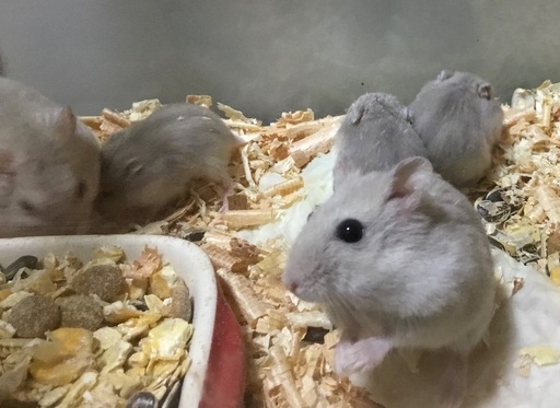 けんぼの森 ジャンガリアンハムスター 色変わり カフェオレのような色です 9月16日生まれ4匹デビュー 当店特別販売価格 税込 1匹 けんぼっ 下溝のペットショップの無料広告 無料掲載の掲示板 ジモティー
