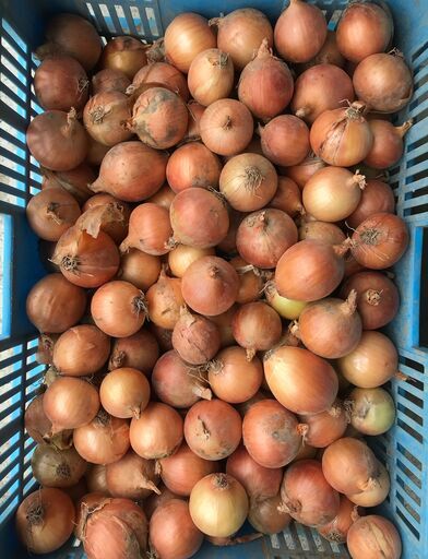 詰め放題 野菜の福袋 小玉たまねぎ編 無くなり次第終了 岡本悟志 札幌のその他の無料広告 無料掲載の掲示板 ジモティー