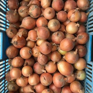 詰め放題 野菜の福袋 小玉たまねぎ編 無くなり次第終了 岡本悟志 札幌のその他の無料広告 無料掲載の掲示板 ジモティー