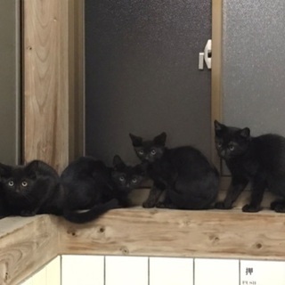 黒子猫４匹里親募集