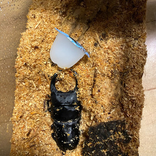 オオクワガタ 大型個体！値下げしました。