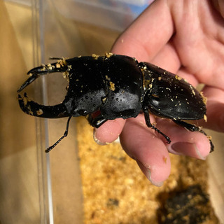 オオクワガタ 大型個体！値下げしました。
