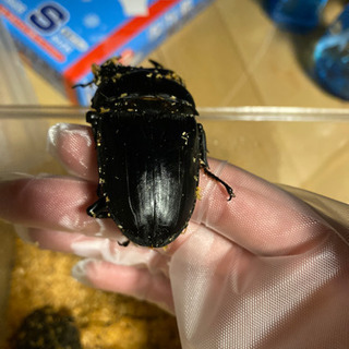 オオクワガタ　大型個体！値下げしました。