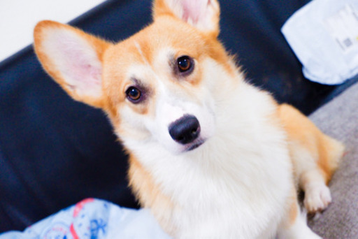 コーギー 群馬県内 埼玉県本庄までの募集 ロミオ 新町のコーギーの里親募集 ジモティー