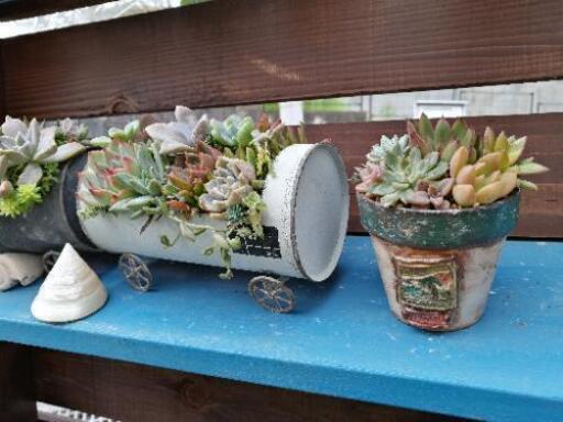Soldout クリスマス入 多肉植物寄植えリメイク鉢エケベリア かめちん 紫のその他の中古あげます 譲ります ジモティーで不用品の処分