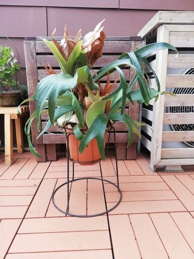 ☆値下げしました☆　ビカクシダ　コウモリラン　　植物　植木