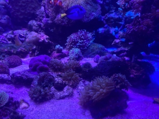 サンゴイソギンチャク珊瑚 リッチビレージ 石狩のその他の中古あげます 譲ります ジモティーで不用品の処分