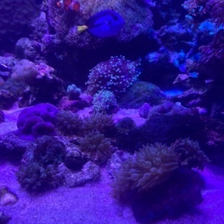 【ネット決済】サンゴイソギンチャク　珊瑚