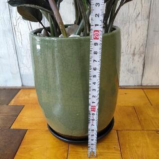 【観葉植物】希少　ザミオクルカス レイブン※受皿付 再入荷‼️希少 ザミオクルカス レイヴン○漆黒の葉が今大注目