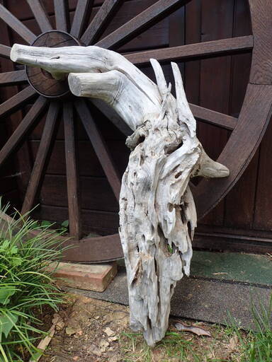 値下げしました 超特大流木 オブジェ インテリア 素材 65x51センチ 水草水槽 ガーデニングに 黒猫のジジ 新津のその他の中古あげます 譲ります ジモティーで不用品の処分