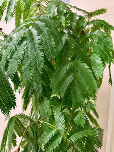 観葉植物2種 エバーフレッシュ Hal 東飯能のその他の中古あげます 譲ります ジモティーで不用品の処分 観葉植物2種 エバーフレッシュ Hal 東飯能のその他の中古あげます 譲ります ジモティーで不用品の処分