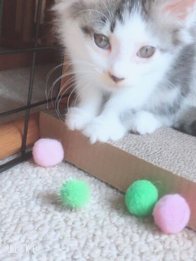 小さくてふわふわ キジ白の可愛い女の子をもらってください 福ねこ 福いぬちゃん 堺の猫の里親募集 ジモティー