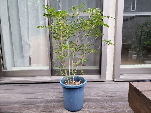 シマトネリコ 鉢植え ヒロ 北茅ケ崎のその他の中古あげます 譲ります ジモティーで不用品の処分 シマトネリコ 鉢植え ヒロ 北茅ケ崎のその他の中古あげます 譲ります ジモティーで不用品の処分