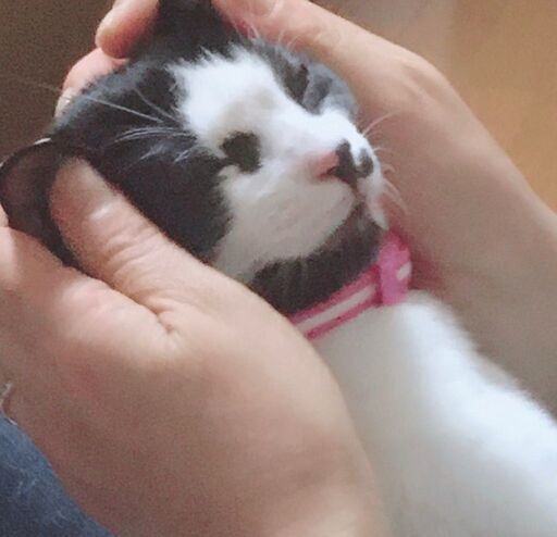 大きな瞳がとっても美しいハチワレの女の子 永猫 枚方の猫の里親募集 ジモティー