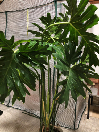 観葉植物特大セローム じゅり 磯部のその他の中古あげます 譲ります ジモティーで不用品の処分