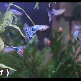 プラチナ アクアマリン モザイク グッピー 3ペア 国産モザイク同士の掛け合わせです 熱帯魚 すー 雁ノ巣のその他の中古あげます 譲ります ジモティーで不用品の処分 プラチナ アクアマリン モザイク グッピー 3ペア 国産モザイク同士の掛け合わせです 熱帯魚 すー 雁ノ巣のその他の中古あげます 譲ります ジモティーで不用品の処分