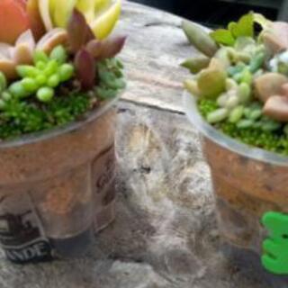 🌵ﾐﾆﾐﾆ多肉植物寄せ植え2個