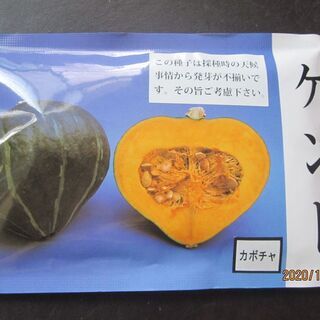 【ネット決済・配送可】かぼちゃ種　ケント　200粒入り