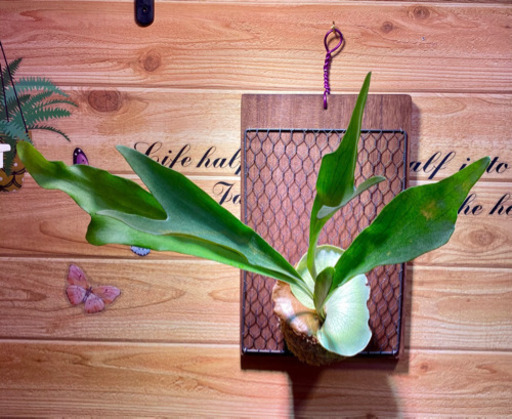 観葉植物ビカクシダコウモリラン板付 葉っぱ屋 Crea 板宿のその他の中古あげます 譲ります ジモティーで不用品の処分 観葉植物ビカクシダコウモリラン板付 葉っぱ屋 Crea 板宿のその他の中古あげます 譲ります ジモティーで不用品の処分