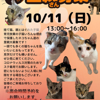 仔猫譲渡会