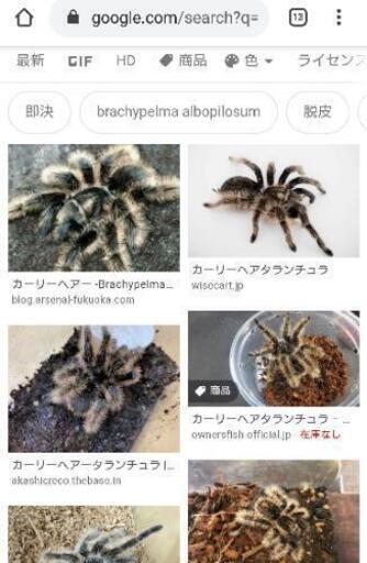 カーリーヘアタランチュラ ばんば 島尻のその他の中古あげます 譲ります ジモティーで不用品の処分 カーリーヘアタランチュラ ばんば 島尻のその他の中古あげます 譲ります ジモティーで不用品の処分