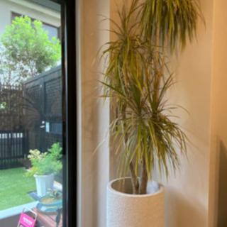 観葉植物