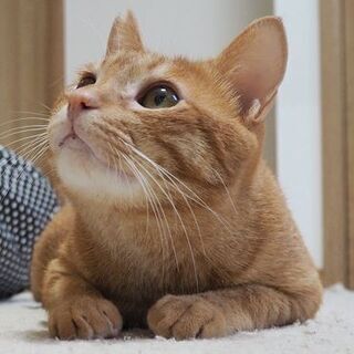 人も猫も大好き♪甘えん坊のつぶら君の画像