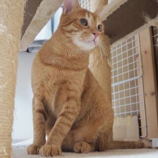 人も猫も大好き♪甘えん坊のつぶら君 − 神奈川県
