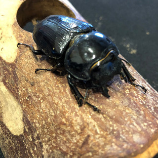 オオクワガタ久留米大型血統ペア新成虫