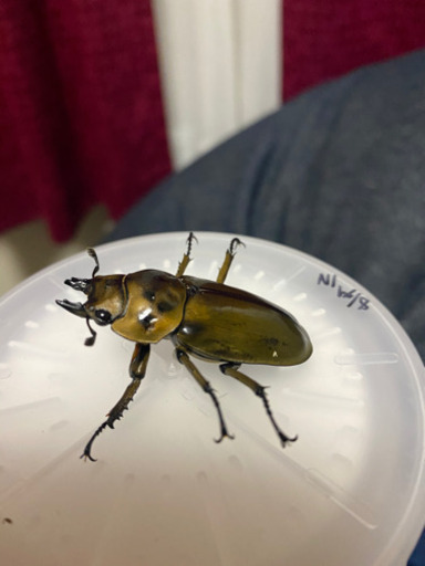 ババオウゴンオニクワガタ♂約58ミリ×♀約45ミリ 使用済ペア