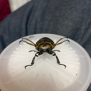ババオウゴンオニクワガタ♂約58ミリ×♀約45ミリ 使用済ペア 【公式通販】