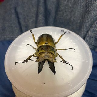 ババオウゴンオニクワガタ♂約58ミリ×♀約45ミリ　使用済ペア ババオウゴンオニクワガタ♂約58ミリ×♀約45ミリ 使用済ペア 【公式通販】