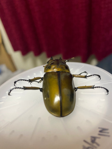 ババオウゴンオニクワガタ♂約58ミリ×♀約45ミリ 使用済ペア
