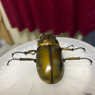 ババオウゴンオニクワガタ♂約58ミリ×♀約45ミリ 使用済ペア 【公式通販】
