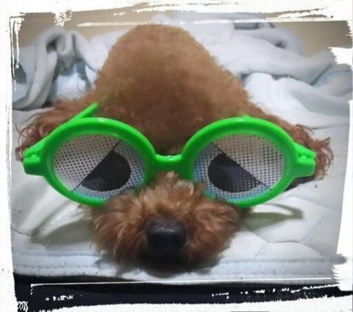 11 18時 プードルと遊びながら合コン飲み会 犬 動物好き 愛犬連れok 50歳 Palace 六本木のパーティーのイベント参加者募集 無料掲載の掲示板 ジモティー