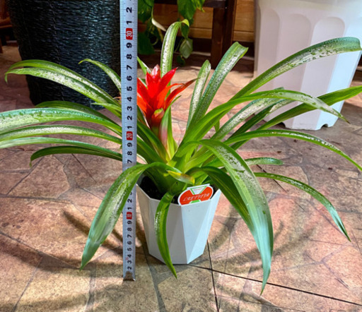 観葉植物グズマニアレティシア可愛い 葉っぱ屋 Crea 板宿のその他の中古あげます 譲ります ジモティーで不用品の処分