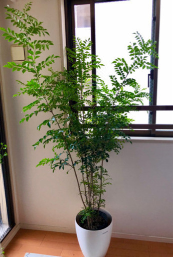 少し剪定しました。産地から届いたばかり☆元気なシマトネリコ！