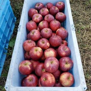りんご紅玉、家庭用、1kg250円